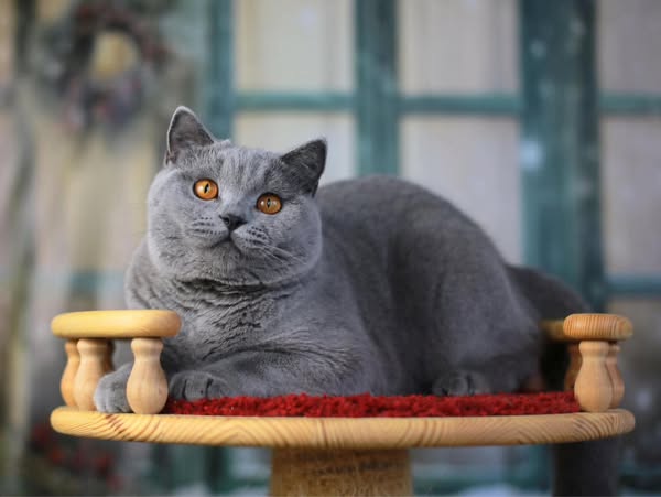 British Shorthair