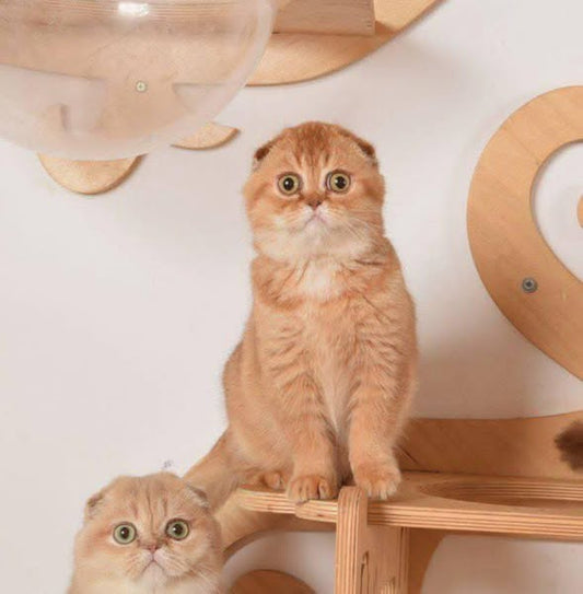 Scottish Fold