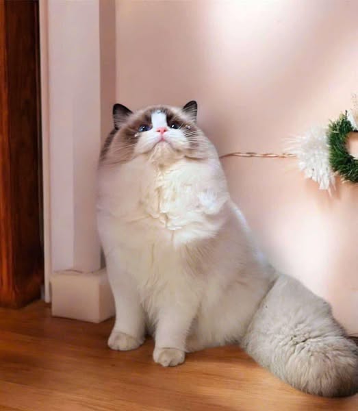 Ragdoll