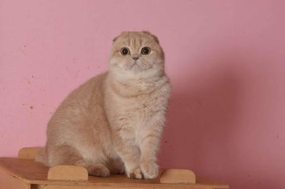 Scottish Fold