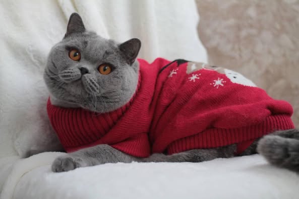 British Shorthair