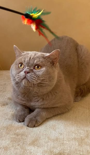 British Shorthair