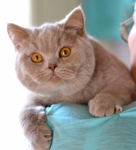 British Shorthair