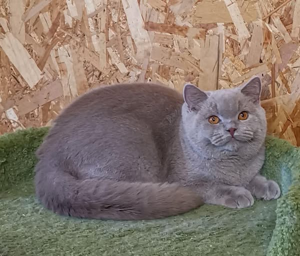 British Shorthair