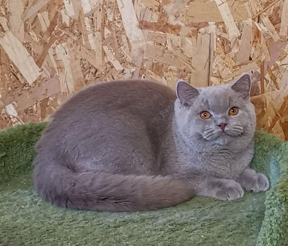 British Shorthair