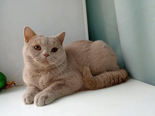 British Shorthair