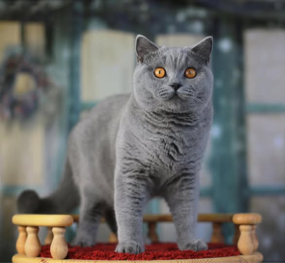 British Shorthair