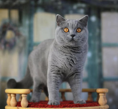 British Shorthair