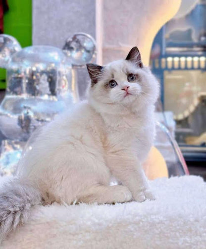 Ragdoll