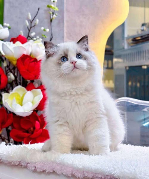 Ragdoll