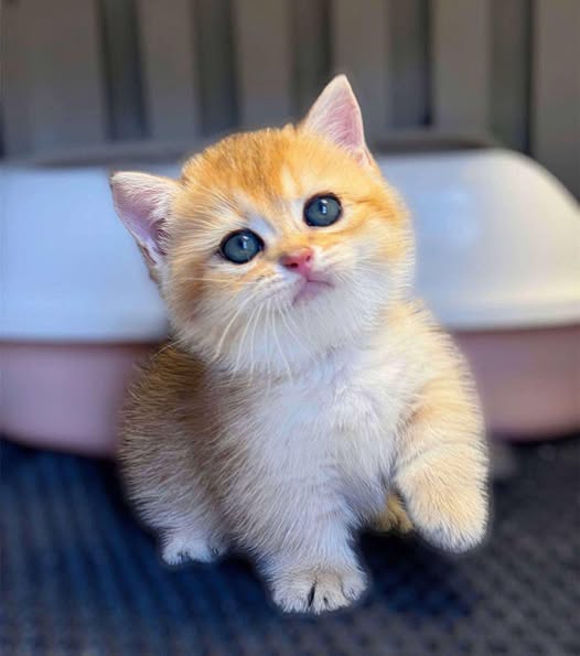 Munchkin