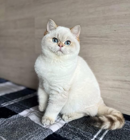 British Shorthair