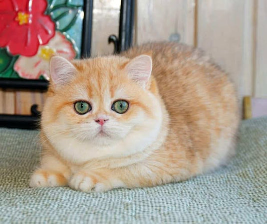 British Shorthair