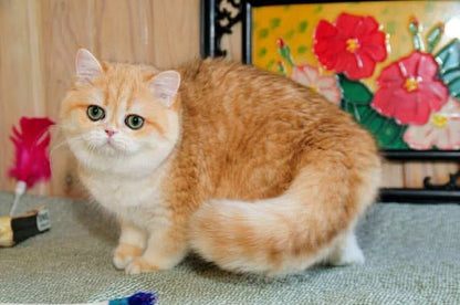 British Shorthair