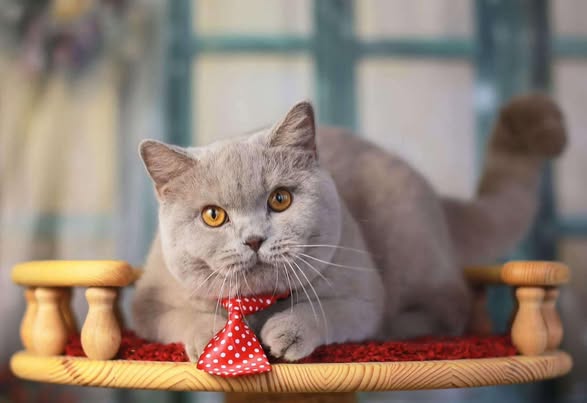 British Shorthair