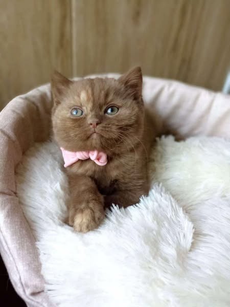 British Shorthair