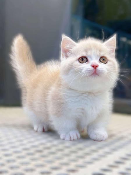 Munchkin