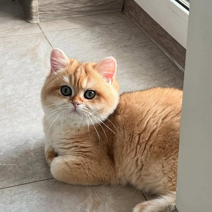 British Shorthair