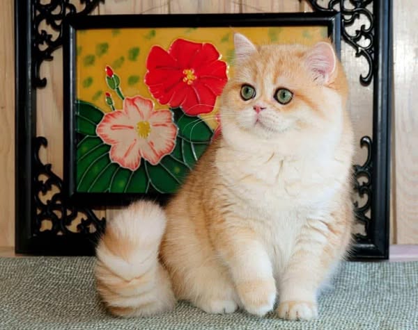 British Shorthair