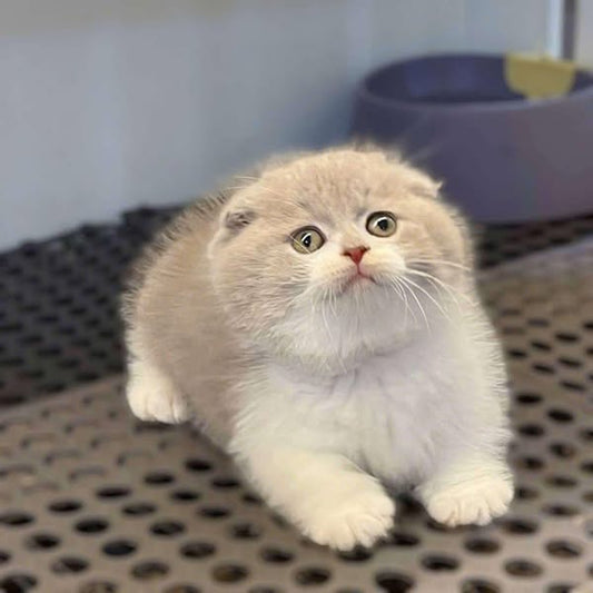 Munchkin Fold
