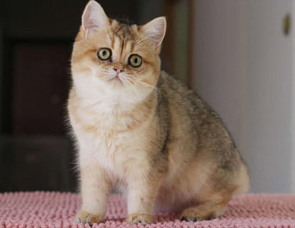 British Shorthair