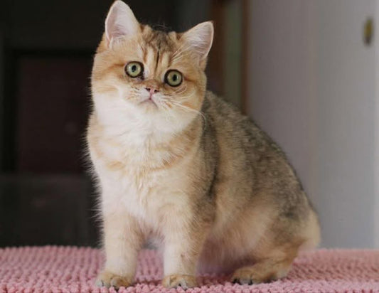 British Shorthair