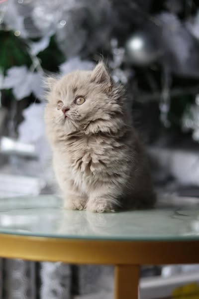 Munchkin