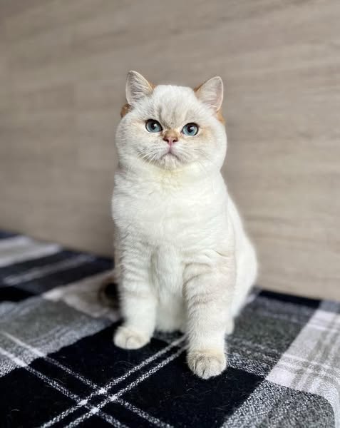 British Shorthair