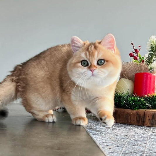 British Shorthair