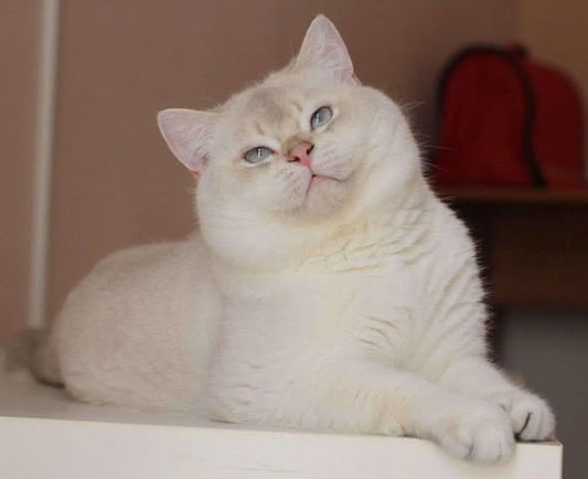 British Shorthair