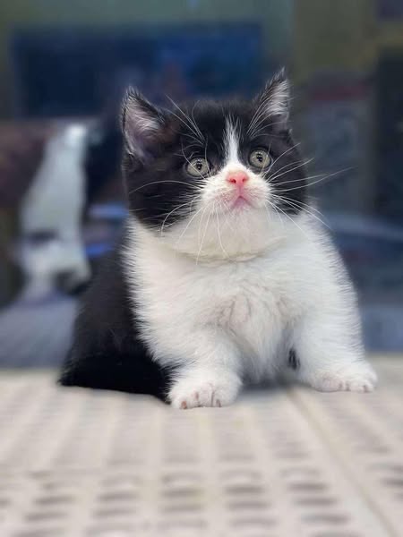 Munchkin