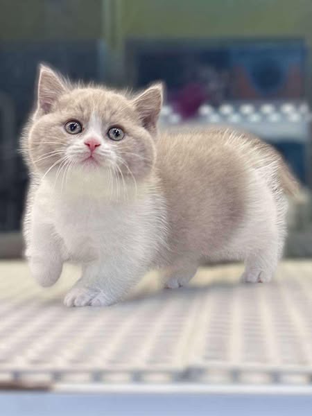 Munchkin