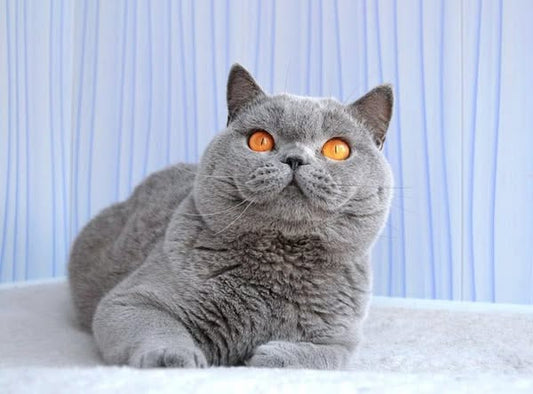 British Shorthair