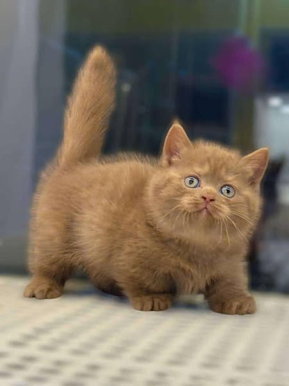 Munchkin