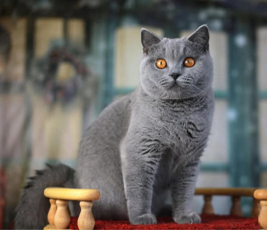 British Shorthair