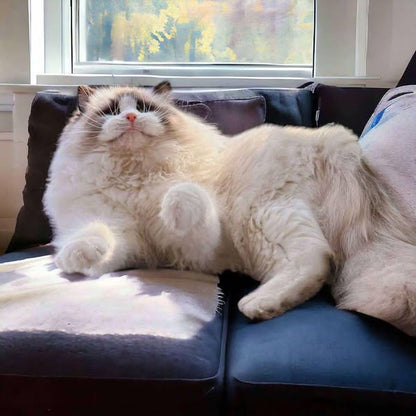 Ragdoll
