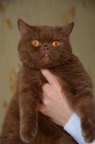 British Shorthair