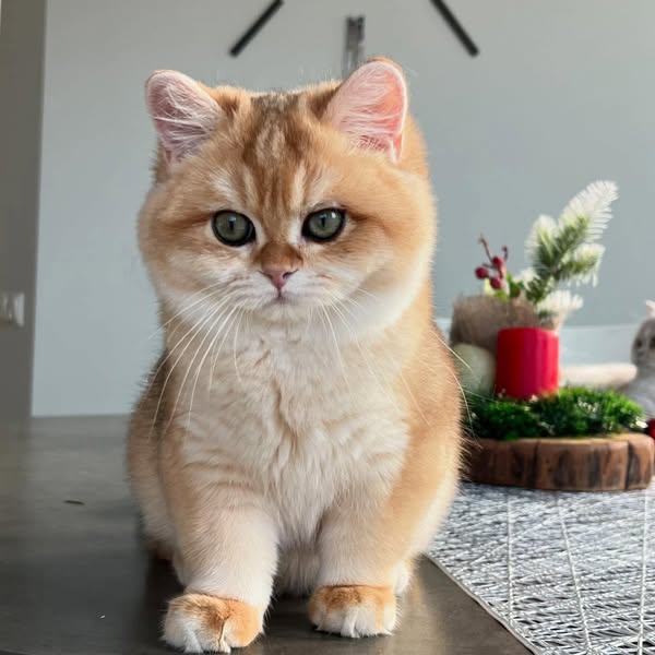 British Shorthair