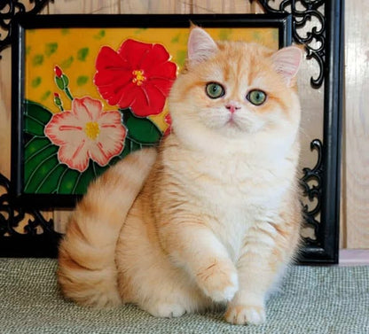 British Shorthair