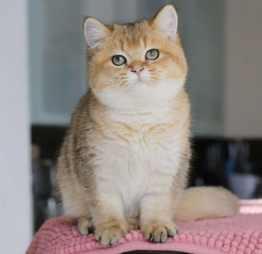 British Shorthair