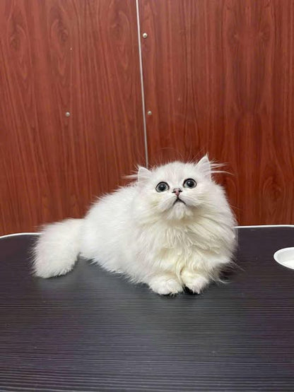 British Longhair