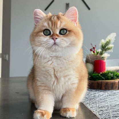 British Shorthair
