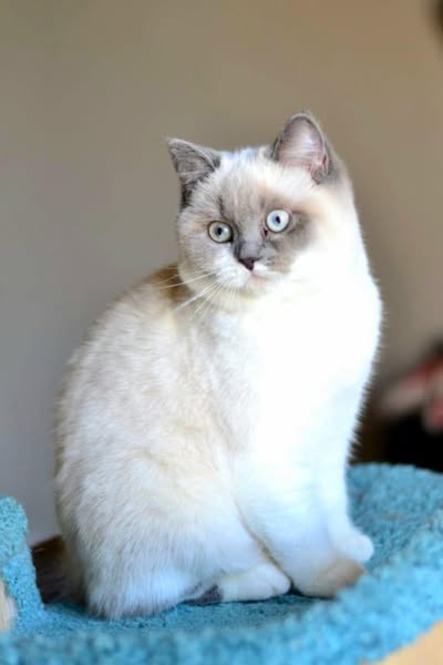 British Shorthair