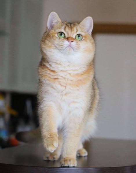 British Shorthair