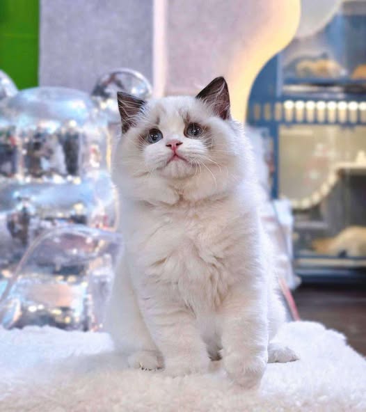 Ragdoll