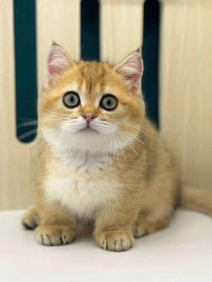 Munchkin