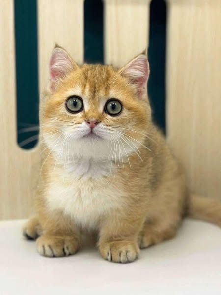 Munchkin