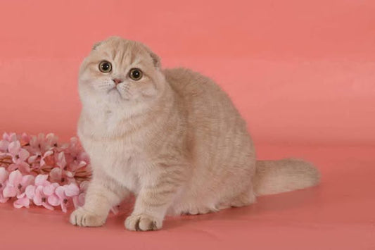 Scottish Fold