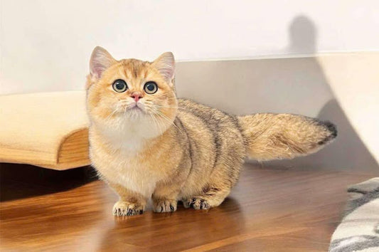 Munchkin