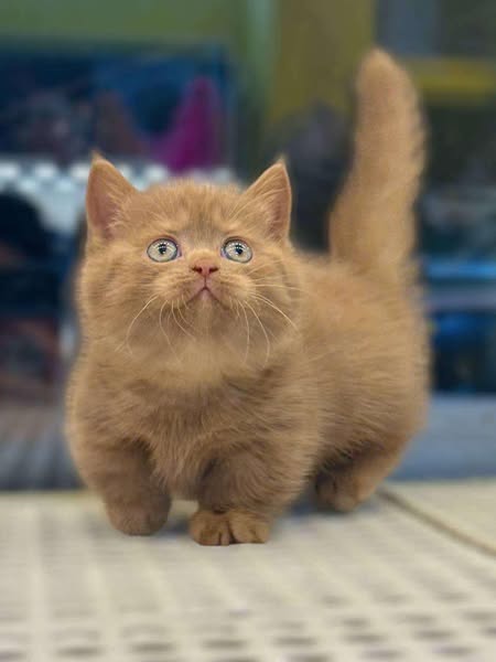 Munchkin
